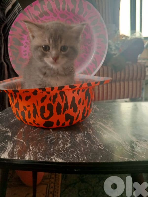 lovely kitten for sale 2