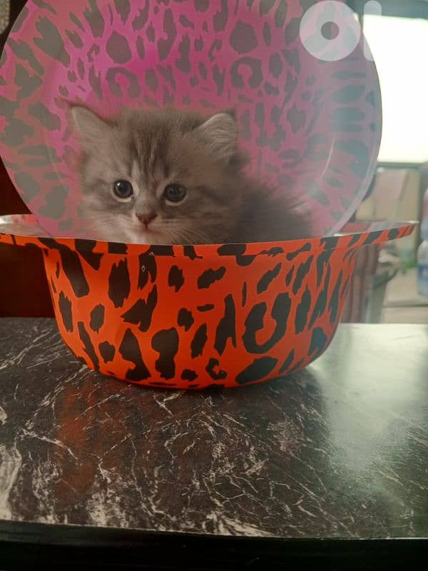 lovely kitten for sale 3