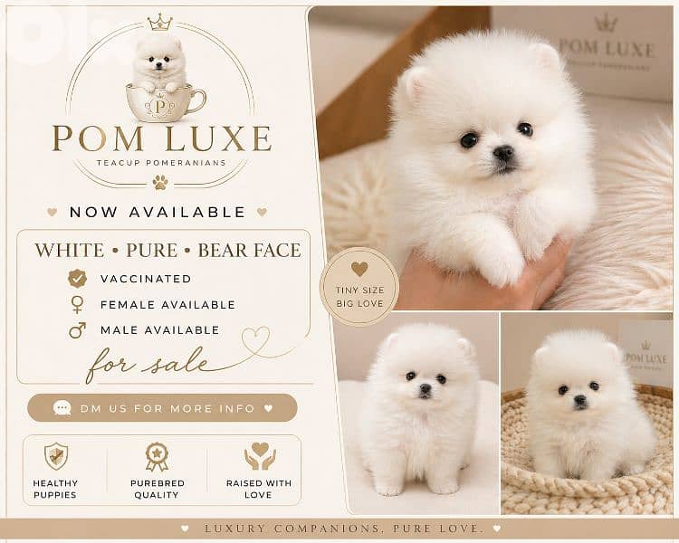 pure pomeranian for sale 0