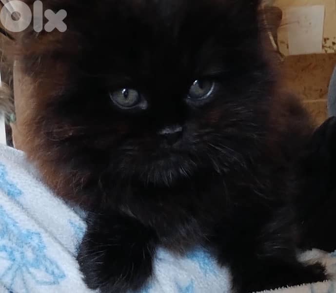 // Persian kitten for sale 0