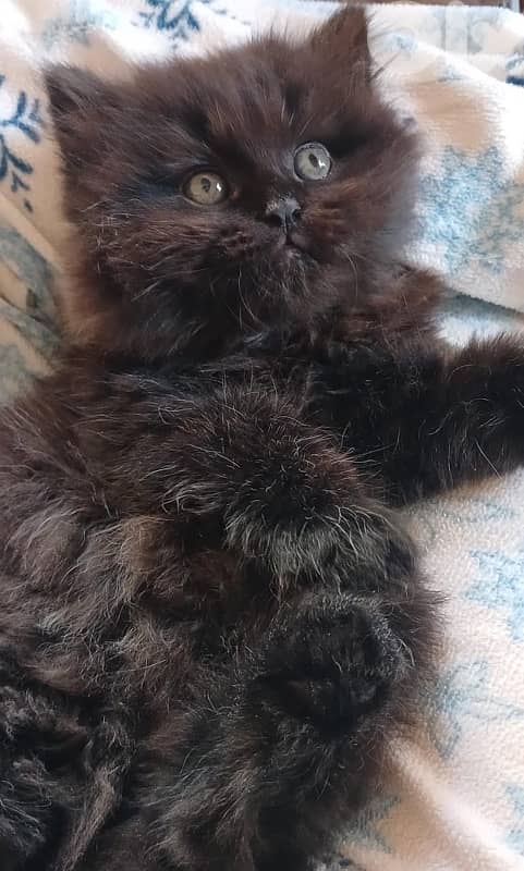 // Persian kitten for sale 1