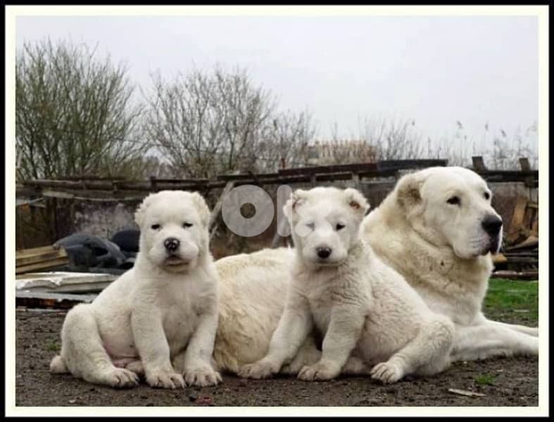 Powerful Alabai puppy imported AVAILABLE 0