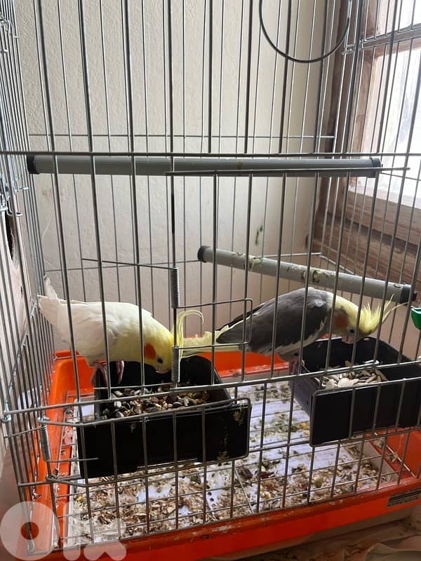 cockatiel 0