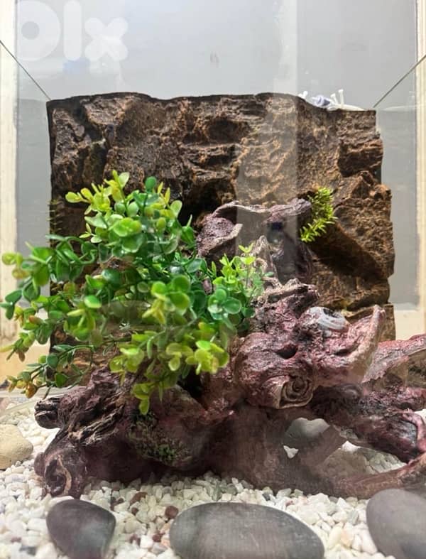 fish tank 3