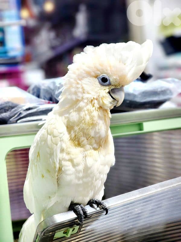 Cockatoo gofin parrot 0