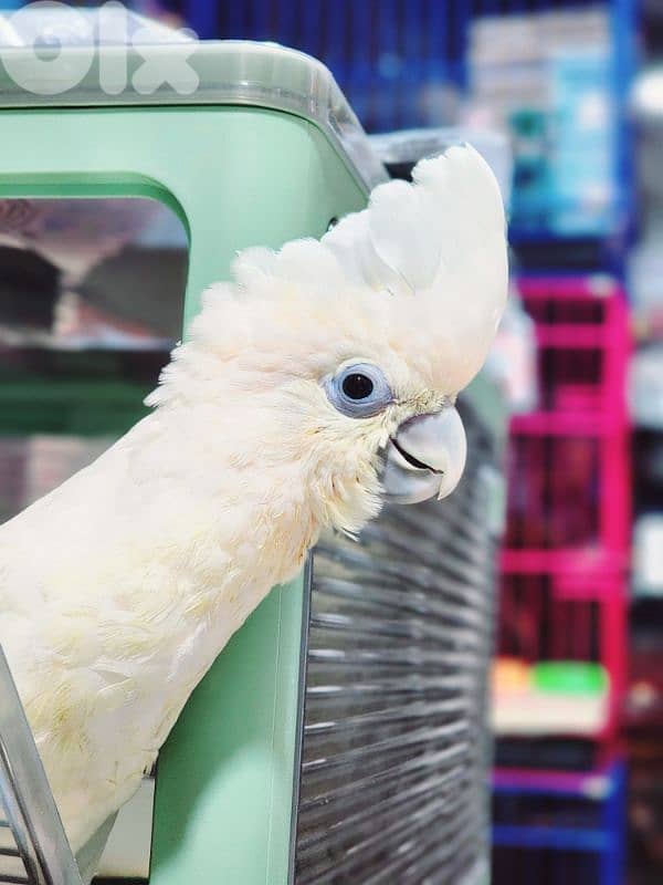Cockatoo gofin parrot 2