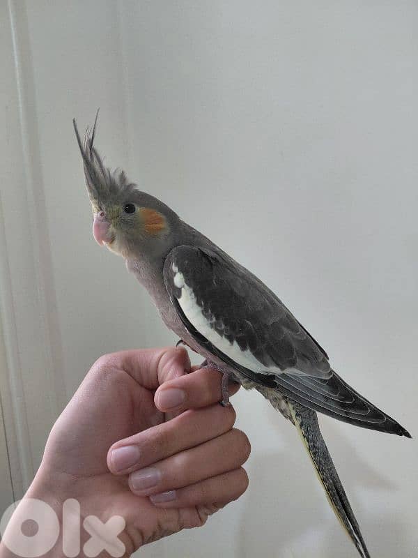 Grey cockatiel suppperrr tamed 0