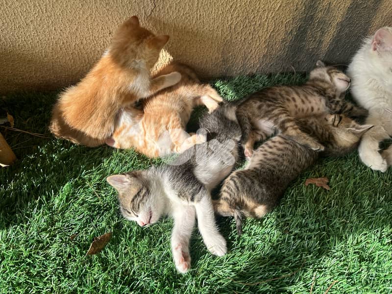 Kittens to adopt 0