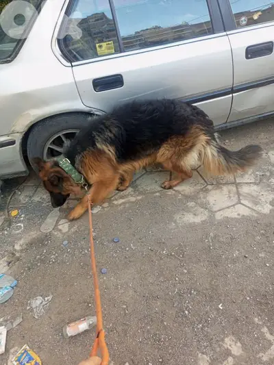 german shepherd