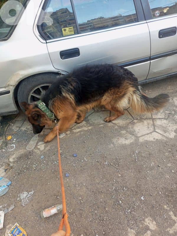 german shepherd 0