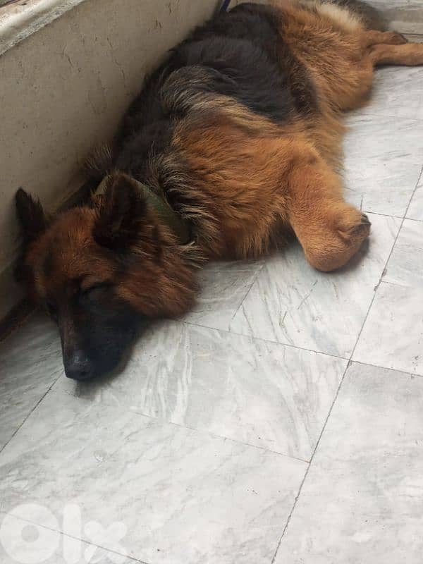 german shepherd 3