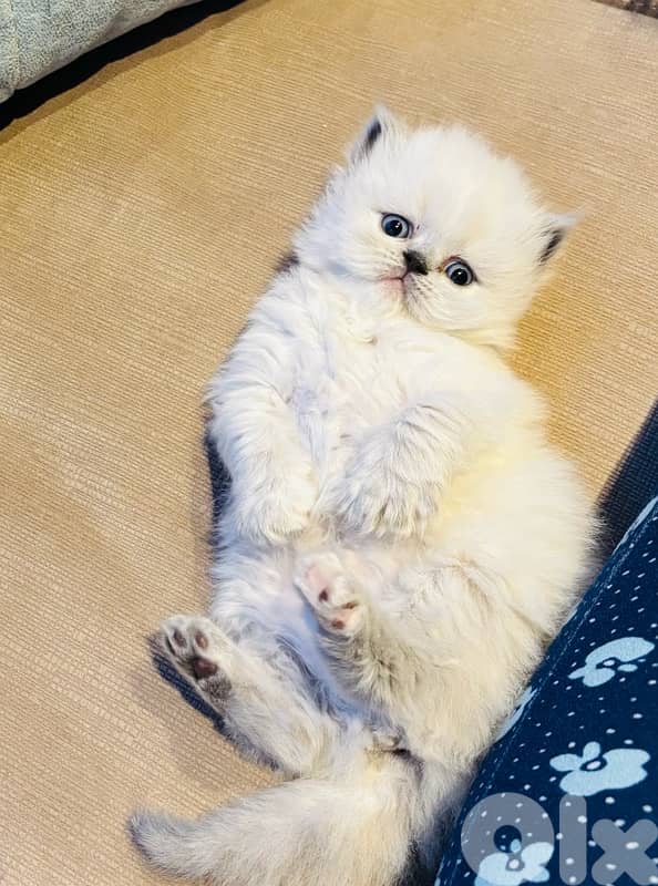 himalayan picky face 0