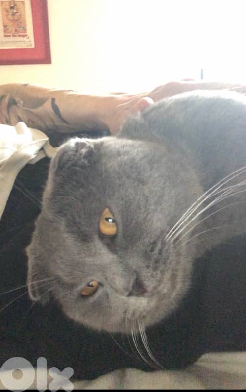 cute male Scottish Fold 18 months neutered 0