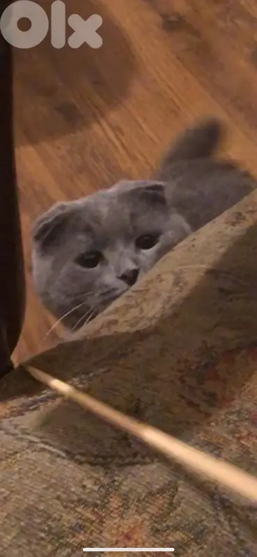 cute male Scottish Fold 18 months neutered