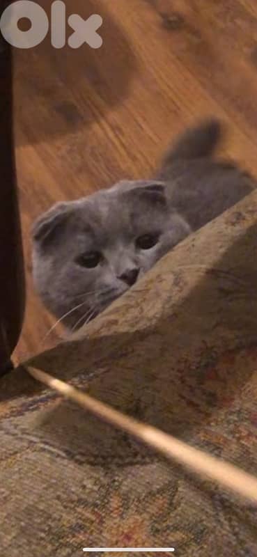 cute male Scottish Fold 18 months neutered 2