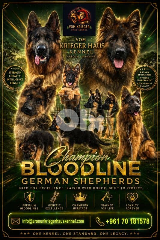 Champion Bloodline German Shepherds 0