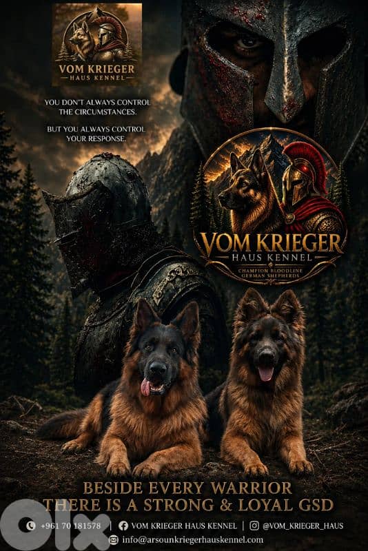 Champion Bloodline German Shepherds 1