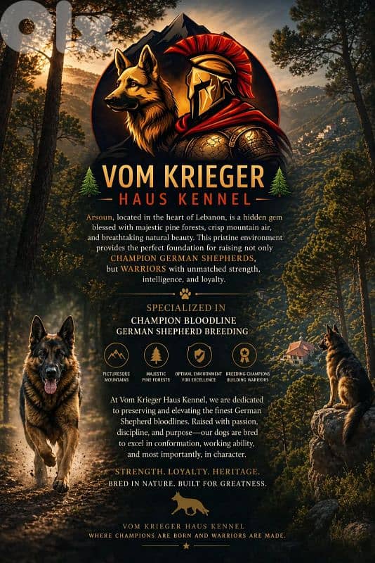 Champion Bloodline German Shepherds 3