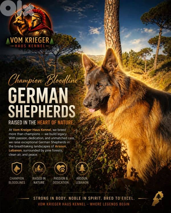 Champion Bloodline German Shepherds 4