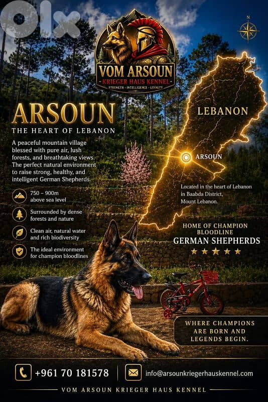Champion Bloodline German Shepherds 5