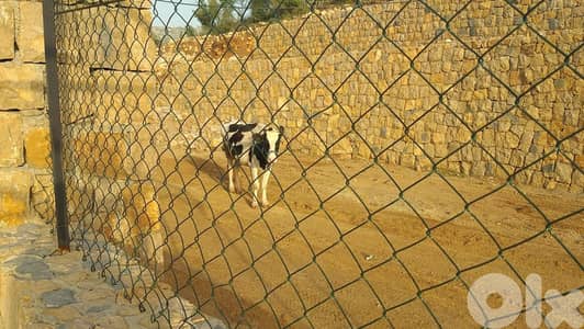 1300 Sqm Land For Sale In Bteghrine ارض للبيع في بتغرين