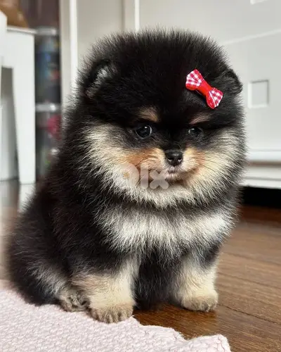 Special Black and Tan Pomeranian Puppies