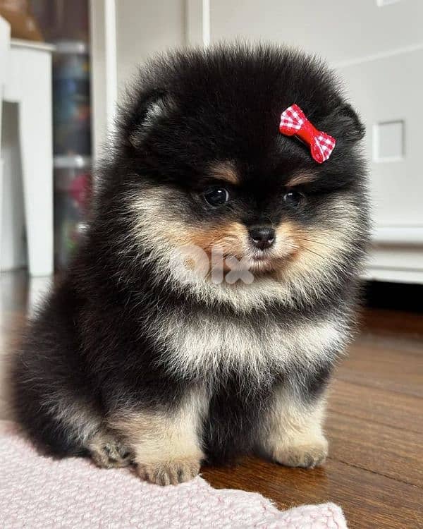 Special Black and Tan Pomeranian Puppies 0