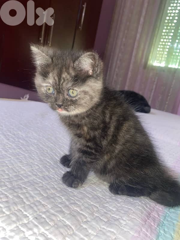 persian kitten 0