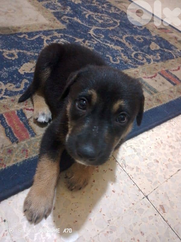 puppy rottweiler 0