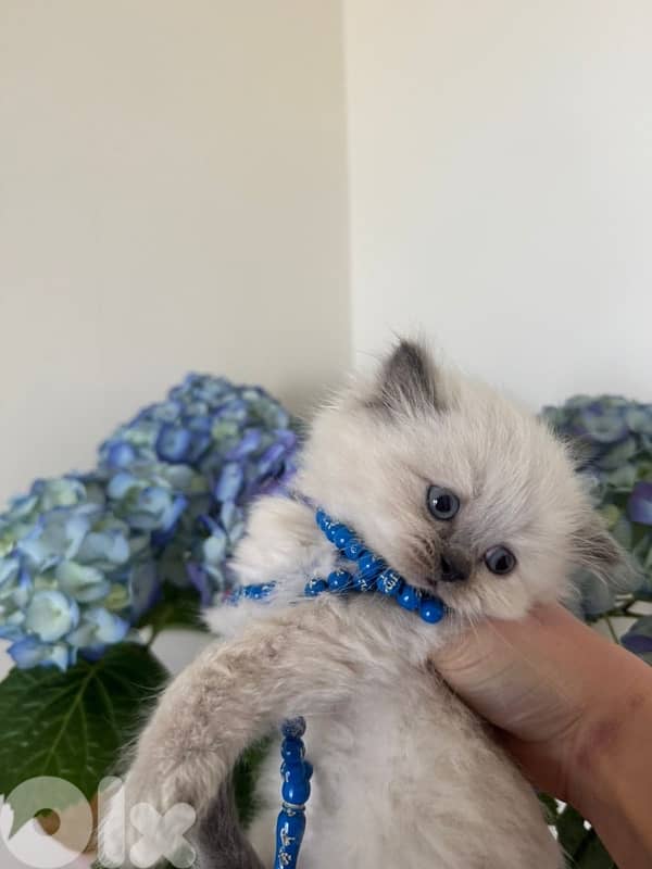 Himalayan,Persian ,Scottish fold kittens 0