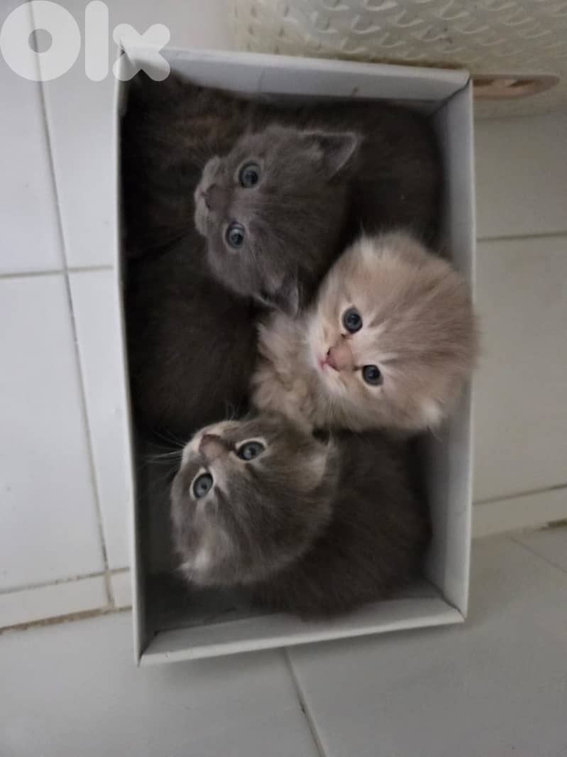 kitten 1