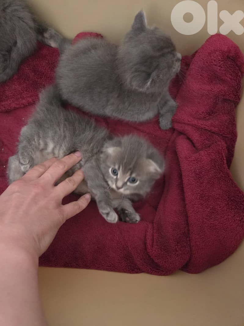 kitten 0