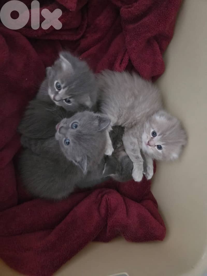 kitten 2