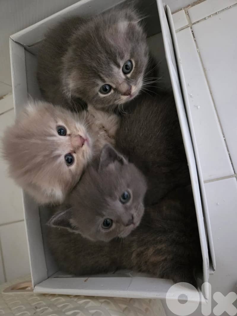 kitten 3