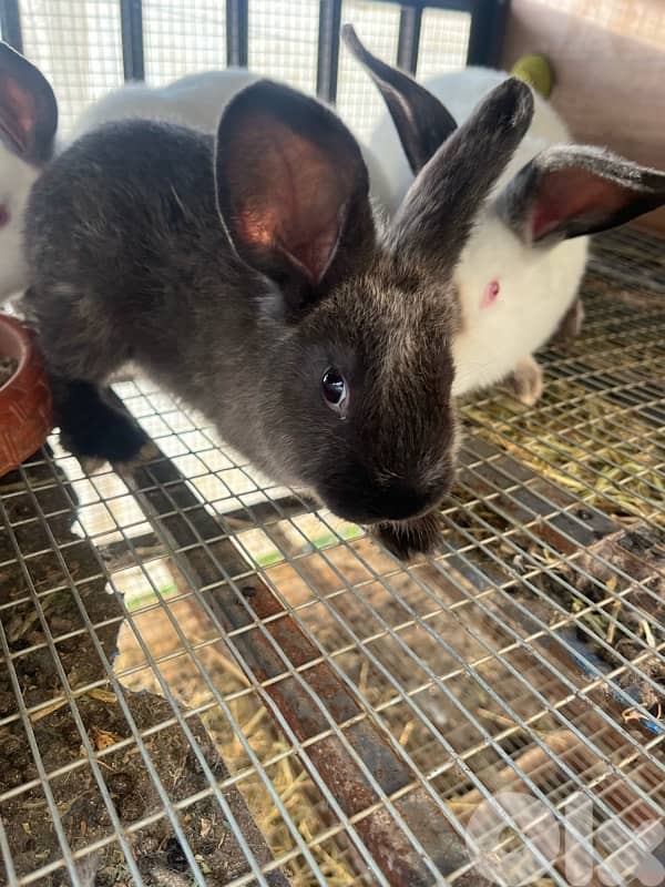 Rabbits for sale American sable &California for info 03/633417 0