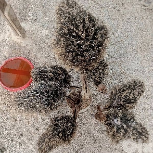 ببنين عكار 0
