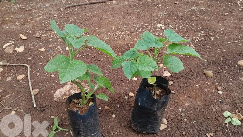 Paulownia 0