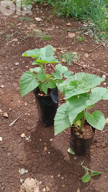 Paulownia 1