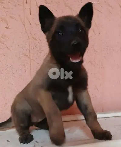 Belgian malinois for (pure)