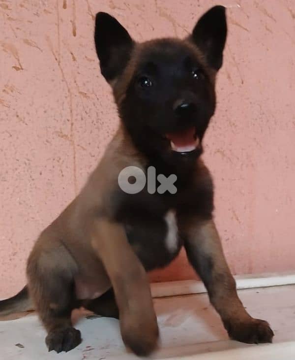 Belgian malinois for (pure) 0