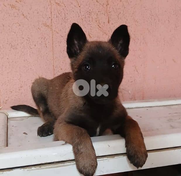 Belgian malinois for (pure) 2