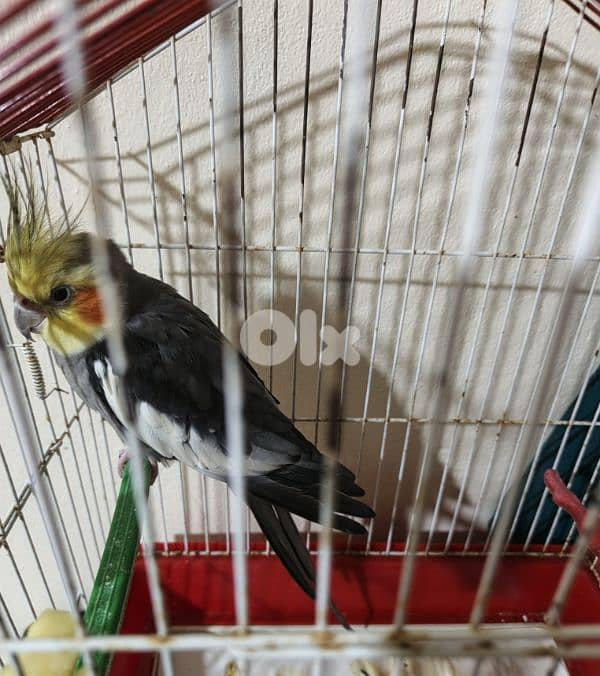 بيروت ضاحية 0