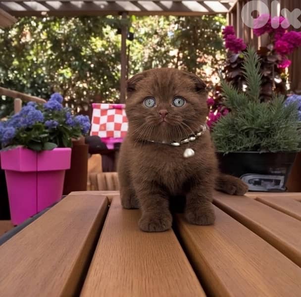 Chocolate Scottish Fold AVAILABLE IMPORTED 0