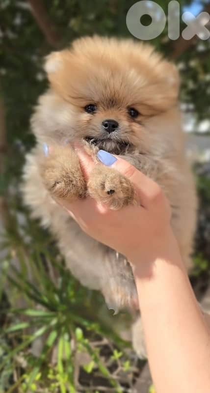 Teacup Pomeranian Boo face Teddy bear 0