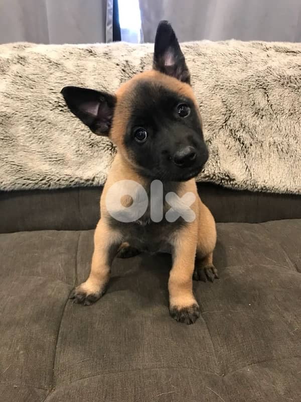Protective Malinois puppies available in store & delivery 0