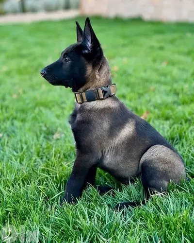 Strong Malinois puppies in store AVAILABLE