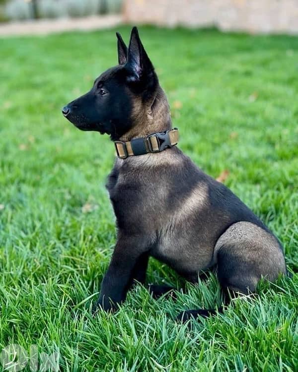 Strong Malinois puppies in store AVAILABLE 0