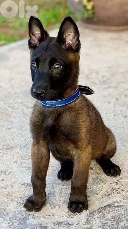 Belgian Malinois Protective Puppy [dog كلاب] 0