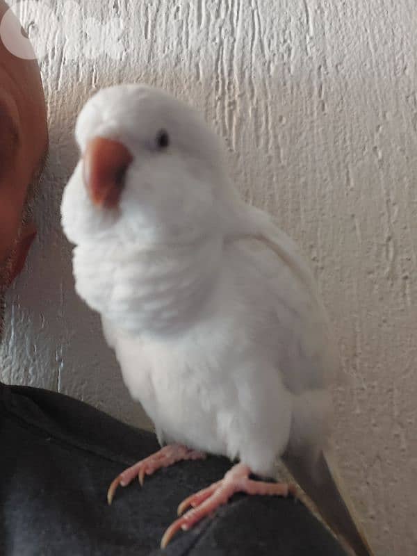 Quaker Parrot 0