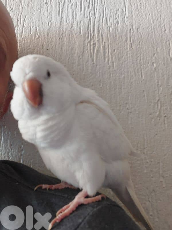 Quaker Parrot 2